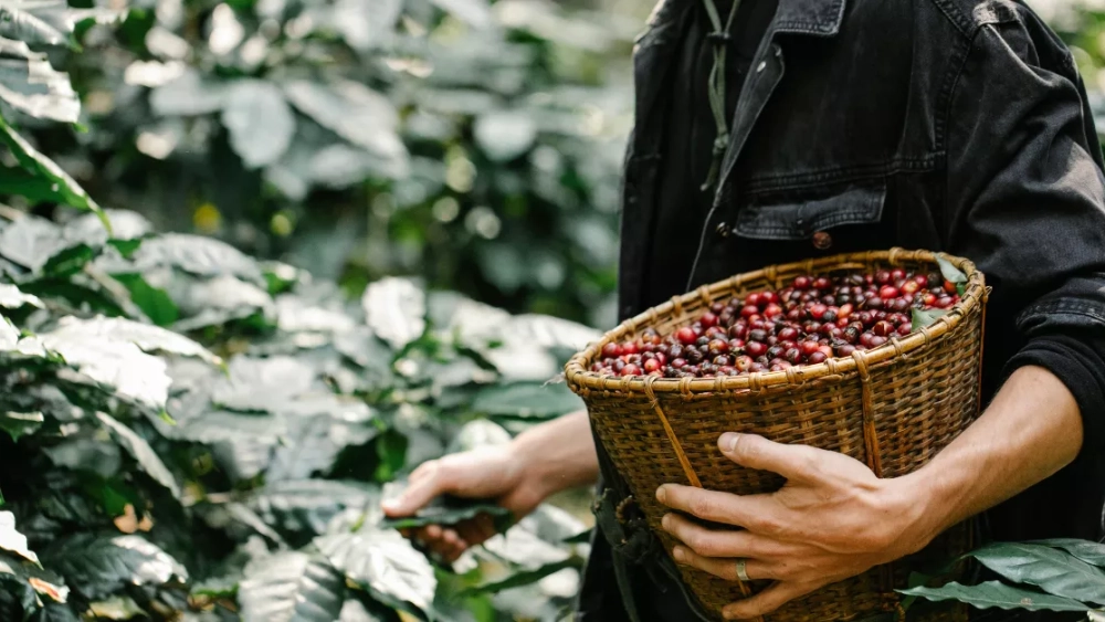 El Rinc N Secreto De Europa Donde Se Cultiva El Nico Caf Del