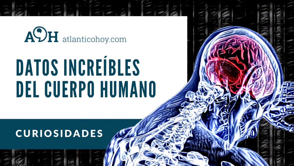 Curiosidades Datos Increíbles Del Cuerpo Humano