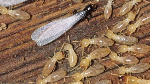 Las termitas actuando en la madera. / Pixabay Las termitas actuando en la madera. / Pixabay