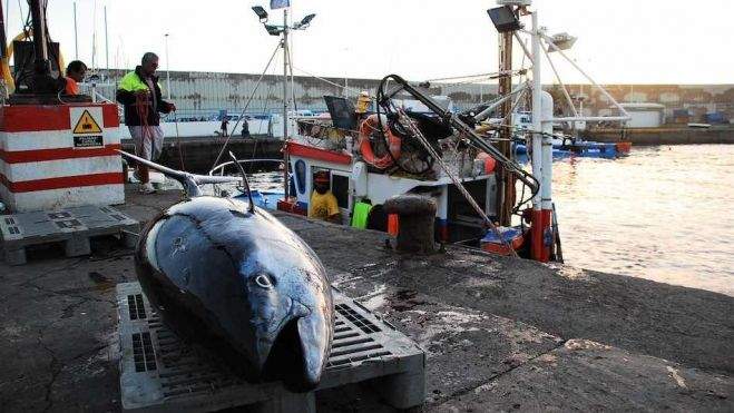 Atuneros recogen la pesca de atún rojo del día. / saboreandocanarias.com Atuneros recogen la pesca de atún rojo del día. / saboreandocanarias.com