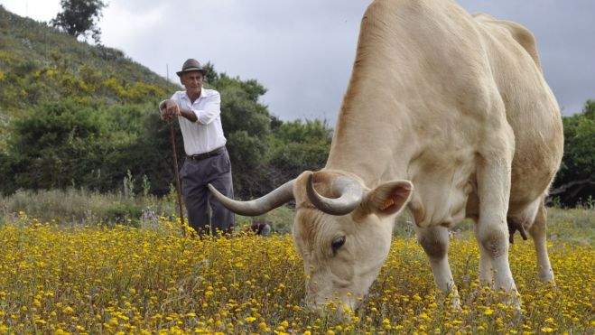 El campo canario, en pie de guerra: Asaga denuncia "traición" en el acuerdo UE-Mercosur. En la imagen, un ganadero realizando su labor en una finca de Tenerife. / AH El campo canario, en pie de guerra: Asaga denuncia "traición" en el acuerdo UE-Mercosur. En la imagen, un ganadero realizando su labor en una finca de Tenerife. / AH