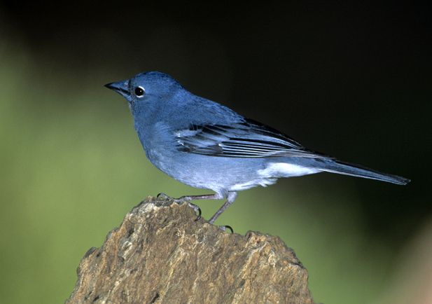 Pinzon azul tenerife