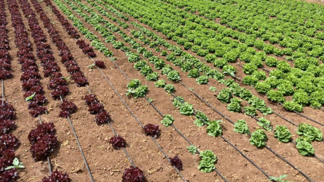 Cultivo de lechugas en Tenerife. / GOBIERNO DE CANARIAS 