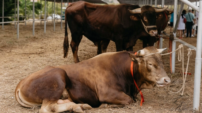 Razas autóctonas de vacas de Tenerife./ CEDIDA Razas autóctonas de vacas de Tenerife./ CEDIDA