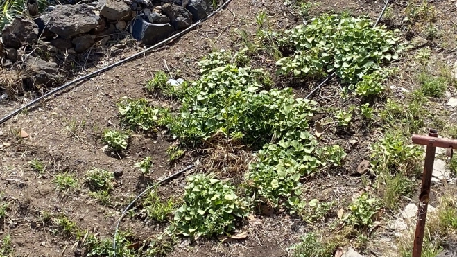 Un suelo agrario afectado por la sequía en Tenerife, Canarias. / ATLÁNTICO HOY Un suelo agrario afectado por la sequía en Tenerife, Canarias. / ATLÁNTICO HOY