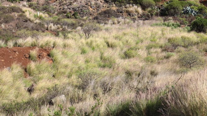 Zona con rabo de gato en Tenerife. ATLÁNTICO HOY