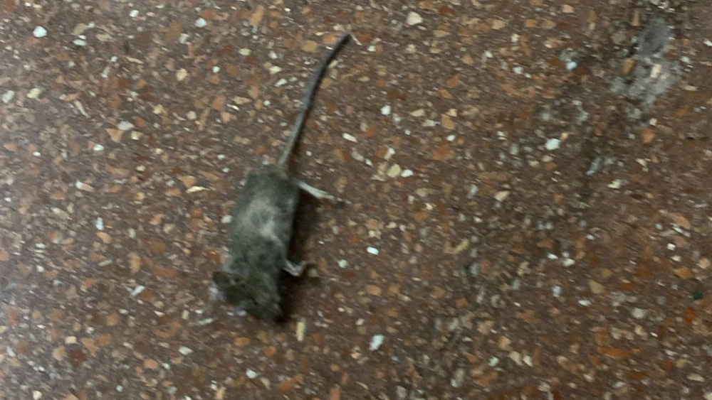 Ratón muerto en el suelo de la residencia Parque de las Islas de la ULL./ CEDIDA