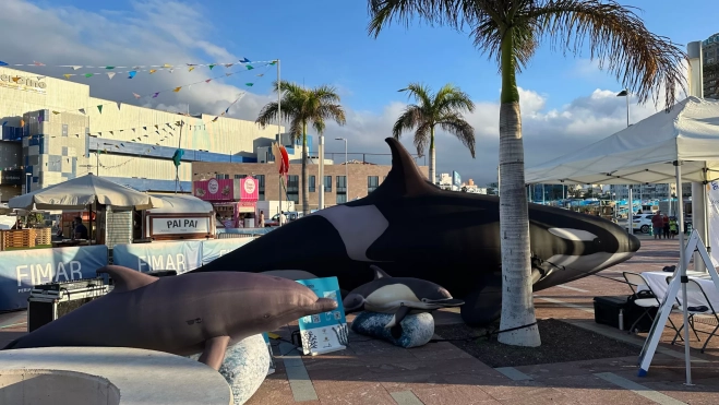 Imagen de los delfines y la orca en la exposición / ATLÁNTICO HOY - MARCOS MORENO