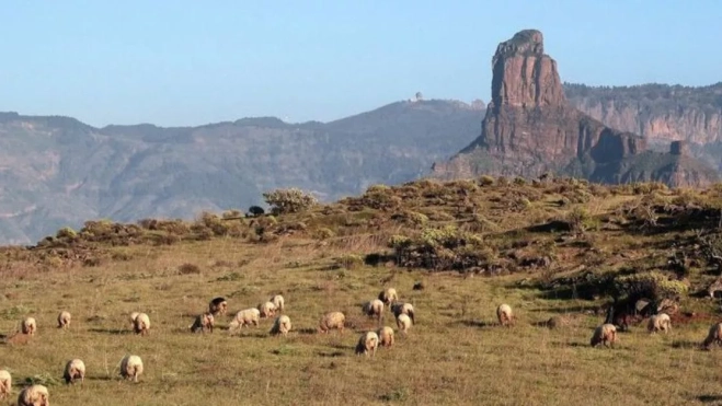 La tradición del pastoreo sigue presente en Caideros de Gáldar, uno de los pueblos canarios más envejecidos de Canarias./ X.