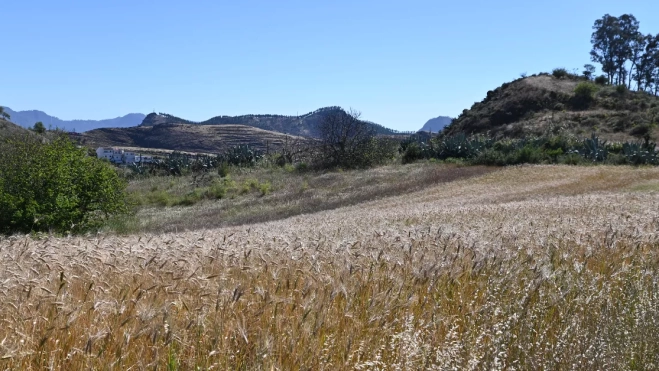  En la imagen, un campo de cebada sembrado en tierras a caballo entre Artenara y la zona alta del municipio de Gáldar.EFE Jacob Morales