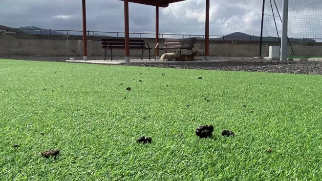 Cancha de fútbol siete con excrementos y cabras al fondo. / AH