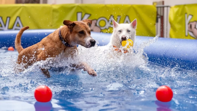 Dos perros disfrutando de las piscinas instaladas en el exterior del recinto / CABILDO DE GRAN CANARIA