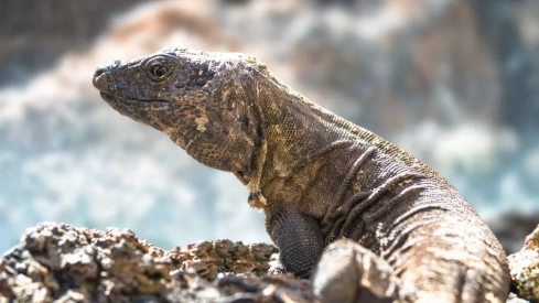 El lagarto gigante de El Hierro es una especie endémica de la isla del Meridiano, con una población total estimada en 1.500 ejemplares./ ISLAS CANARIAS. El lagarto gigante de El Hierro es una especie endémica de la isla del Meridiano, con una población total estimada en 1.500 ejemplares./ ISLAS CANARIAS.