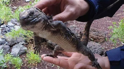 lagarto el hierro lagarto el hierro
