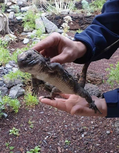 lagarto el hierro