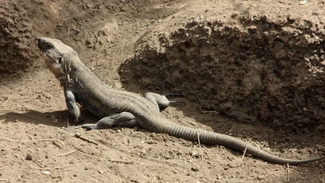 Lagarto gigante de El Hierro | EFE