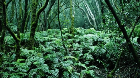 La abundante presencia de píjaras, un helecho característico de la laurisilva, da nombre a este sendero protegido./ REDES.