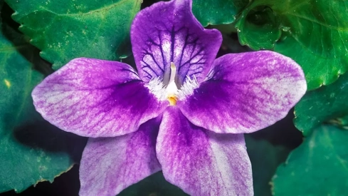 Viola anagae 03