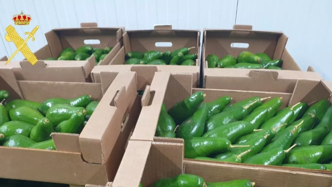 Imagen de los aguacates incautados / GUARDIA CIVIL Imagen de los aguacates incautados / GUARDIA CIVIL