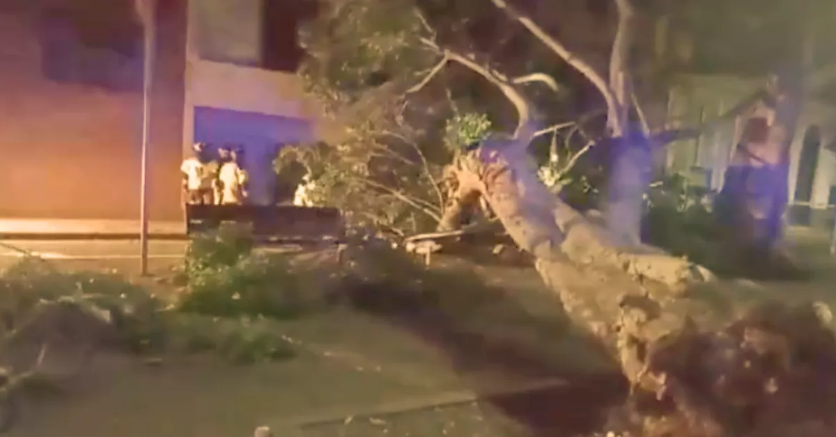 Caída de un árbol en Santa Cruz de Tenerife el pasado 30 de octubre. / POLICÍA LOCAL