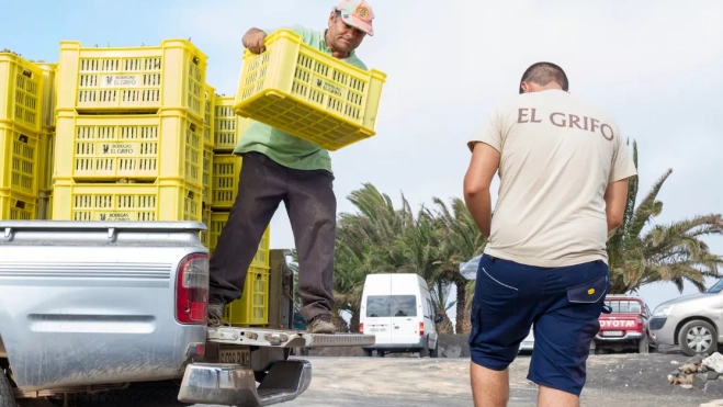 Trabajadores cargando las cajas con las uvas recogidas / EL GRIFO