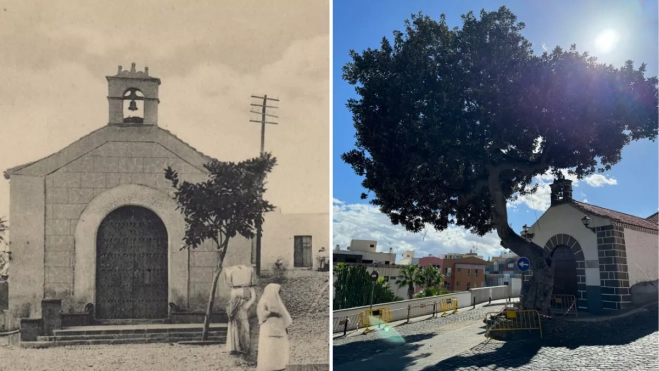 Ordenan talar el árbol centenario del Risco de San Nicolás por seguridad. En la imagen de la izquierda, el ejemplar a principios del siglo XX; a la derecha, este lunes. / AH