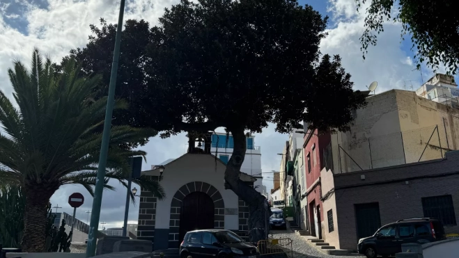 Imagen del ficus que será talado este martes en el Risco San Nicolás. / AH