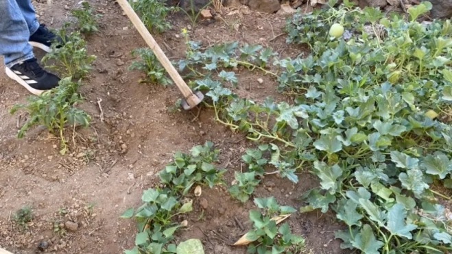 Imagen de un cultivo en Canarias. / ATLÁNTICO HOY