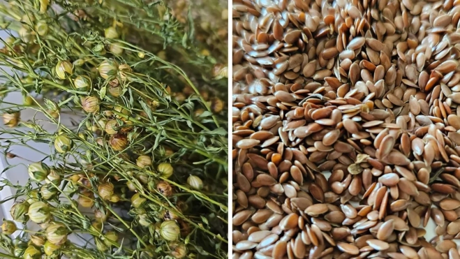 Planta y semilla del lino / MONTAJE AH Planta y semilla del lino / MONTAJE AH