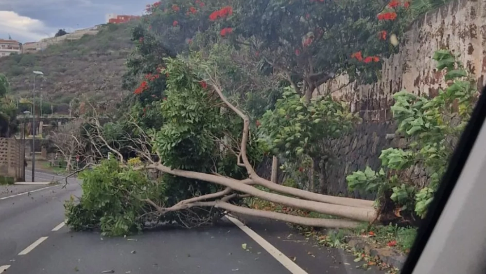 Un árbol caído sobre una carretera en Tejina este domingo por la borrasca atlántica Dorothea./ @TalJover