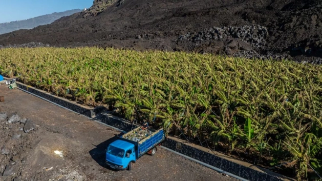 Cosecha de plátanos de la Finca Las Hoyas / CEDIDA Cosecha de plátanos de la Finca Las Hoyas / CEDIDA