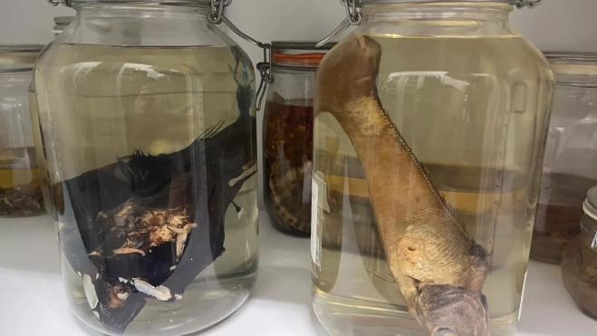 Pez linterna cornudo y merluza de hondura, conservadas en el MUNA. /Beatriz de Vera Pez linterna cornudo y merluza de hondura, conservadas en el MUNA. /Beatriz de Vera