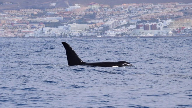 Una de las orcas avistadas al suroeste de Tenerife. /Bonadea2 Una de las orcas avistadas al suroeste de Tenerife. /Bonadea2