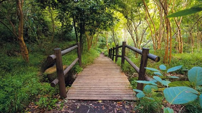Ruta de Los Tilos de Moya / CABILDO DE GRAN CANARIA Ruta de Los Tilos de Moya / CABILDO DE GRAN CANARIA