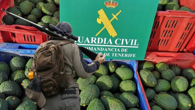 Aguacates robados en Tenerife con ayuda de cazadores./ AH Aguacates robados en Tenerife con ayuda de cazadores./ AH