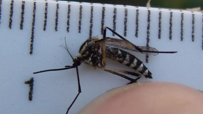 'Aedes albopictus'. /Flickr 'Aedes albopictus'. /Flickr