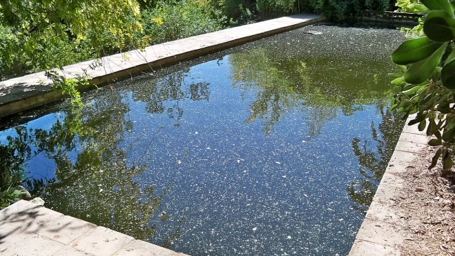 Las piscinas deben mantenerse bien cloradas para evitar la proliferación de mosquitos. /Wikimedia Las piscinas deben mantenerse bien cloradas para evitar la proliferación de mosquitos. /Wikimedia