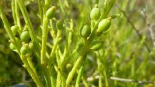 Escobilla de Guayadeque.BIOTAR. MESA COELLO Escobilla de Guayadeque.BIOTAR. MESA COELLO