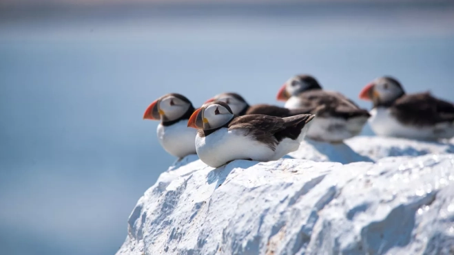 Frailecillos.IMAGEN DE LA RED (1) Frailecillos.IMAGEN DE LA RED (1)