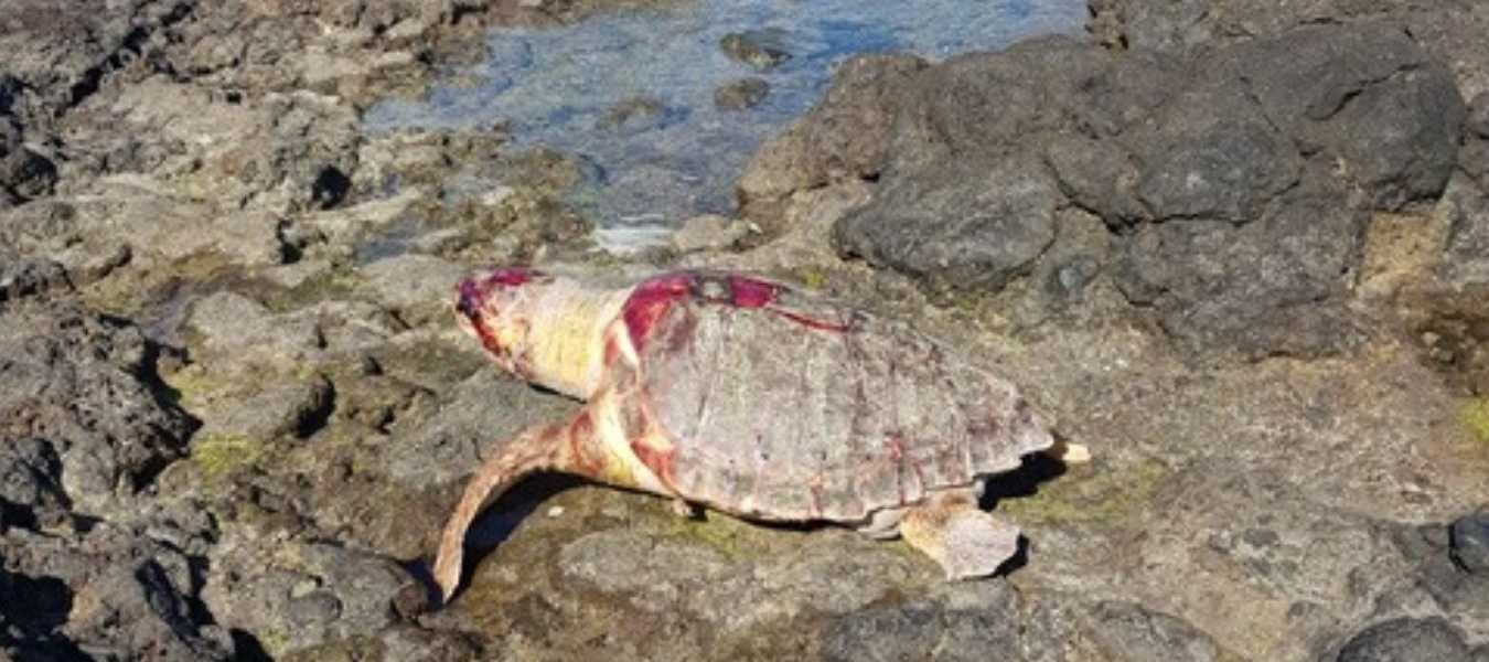 Una Tortuga Boba De Casi 90 Kilos Aparece Muerta En Una Playa De Tenerife Atlanticohoy De Aqui Y Ahora